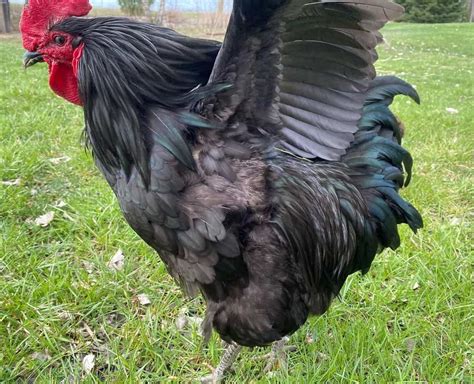 Jersey Giant Chicken Eggs Height Size And Raising Tips