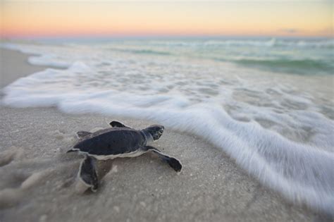 Southern Vacation Rentals Gulf Coast Vacation Rentals Sea Turtle