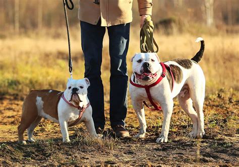 Definitive Dog Walking Dos And Donts