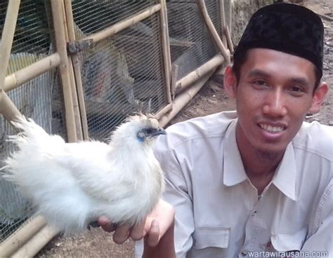 Peluang Usaha Ayam Hias Budidayanya Mudah Hasilnya Wah
