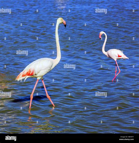 Pair Of Pink Flamingos Stock Photo Alamy