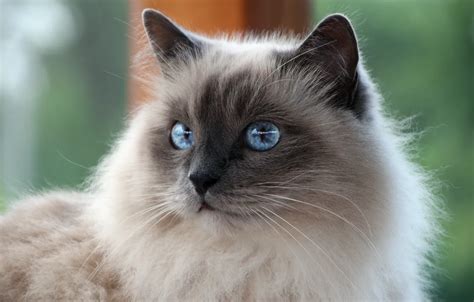 Wallpaper Cat White Cat Mustache Look Breed Sacred Birman