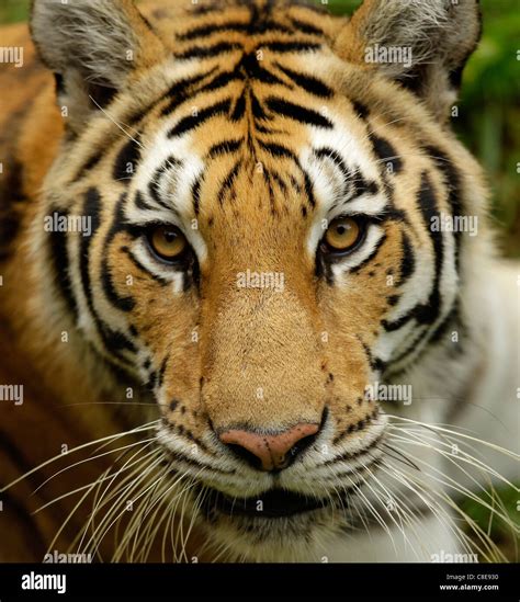 Tiger Eyes Stripes Whiskers Eye Stare Mesmerize Zoo Carnivore Stock