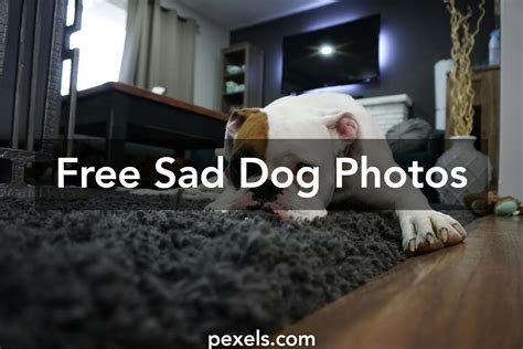 Free Stock Photos Of Sad Dog · Pexels