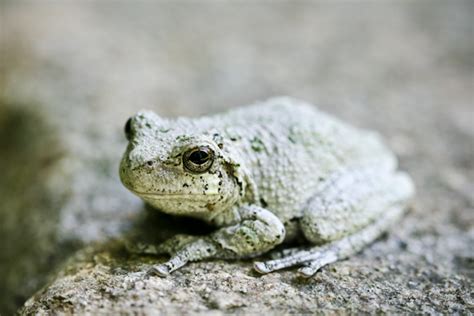 In My Backyard Gray Tree Frog With Photos My Southborough