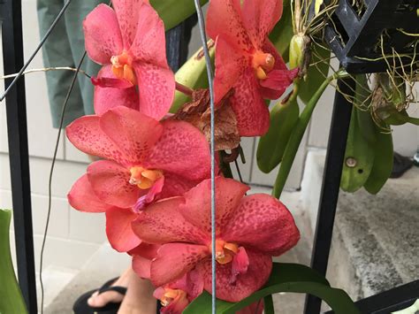 My New Vanda Is An Interesting Color Orchids