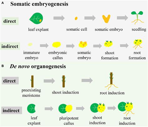 Frontiers New Insights Into Tissue Culture Plant Regeneration Mechanisms