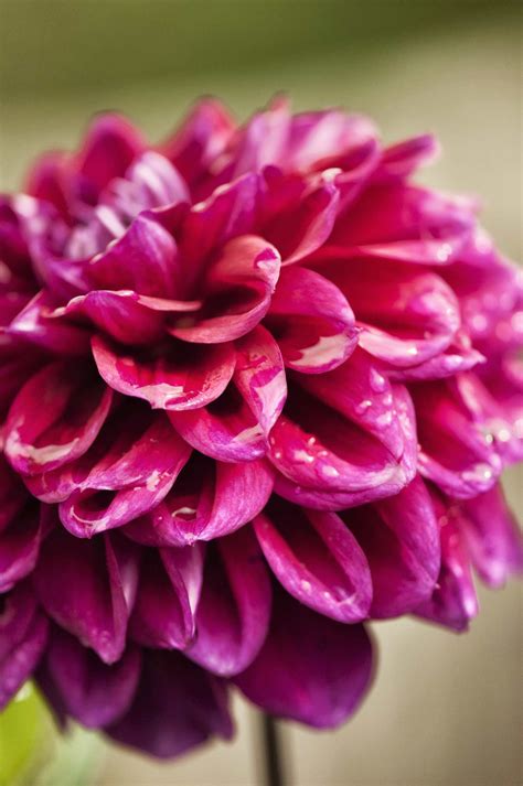 15 Gorgeous Must Plant Dahlias