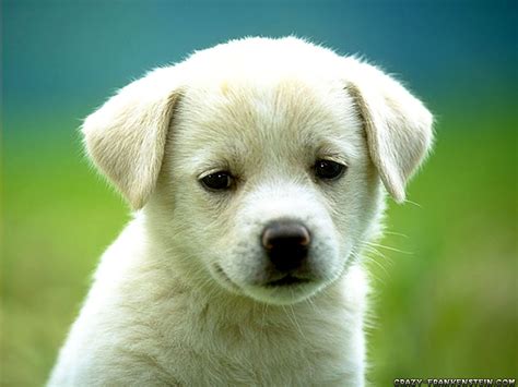 Cute Puppy Dog Wallpapers Deaf Dogs Rock