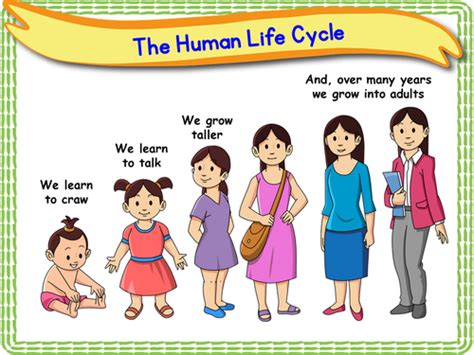 Human Life Cycle Ks1 Teaching Resources