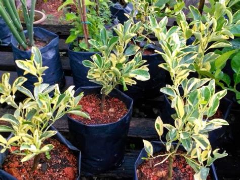 Ii pokok limau kasturi boleh bertahan selama 12 tahun. D'LAMAN HIJAU NURSERY: JENIS-JENIS ANAK POKOK