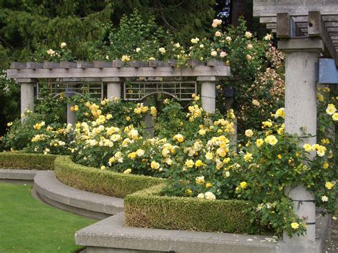 Yellow Roses Garden Backyard Landscaping Landscape Design Ideal Gardens
