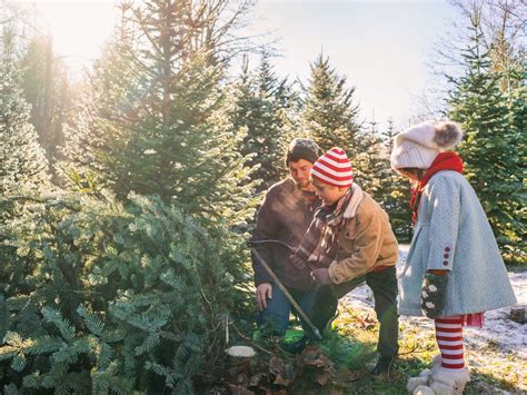 We did not find results for: Where to Cut Your Own Christmas Tree in Colorado ...