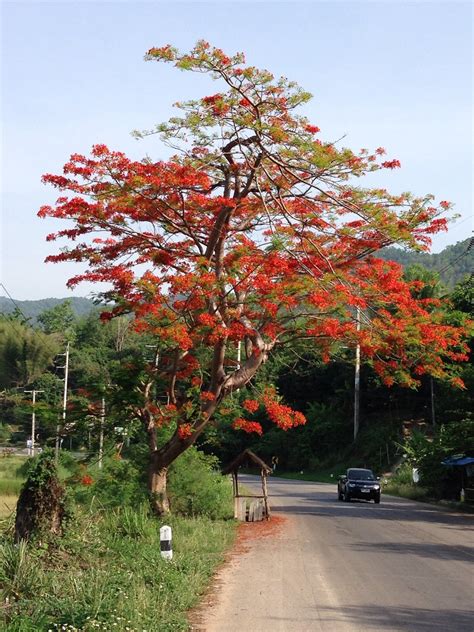 Pai 15 Royal Poinciana Tree Also Known As A Flame Tree Maria 411