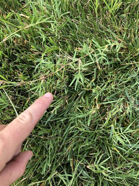 Is This Bermuda Taking Over My Fescue Lawncare