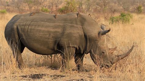 How fast can rhinos charge? Rhino Eating - YouTube