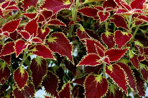 Listen to the song and answer the question: Plants for kids - coleus / RHS Gardening