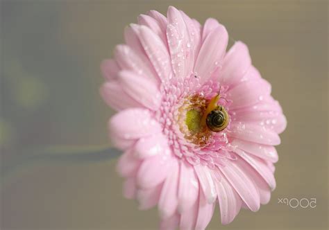 Wallpaper Flowers Nature Insect Pollen Blossom Pink Daisy
