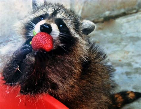 Racoon Eating Strawberry Pet Raccoon Raccoon Cute Little Animals