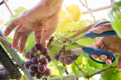 Harvester Hands Cutting Ripe Grapes On A Vineyard Farmer Picking Up