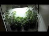 Pictures of Marijuana Closet Grow Box