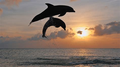 Bottlenose Dolphin Jumping In The Sunset