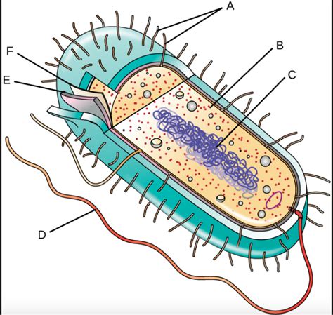 Bacteria Cell Labeling Diagram Quizlet