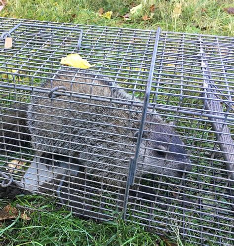Woodchuck Removal Candc Wildlife Control