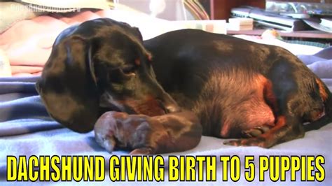 Dachshund Dog Giving Birth To 5 Puppies Youtube