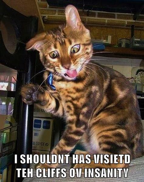 I Shouldnt Has Lolcats Lol Cat Memes Funny Cats Funny Cat