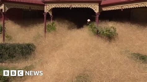 australia town consumed by hairy panic bbc news