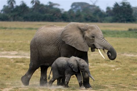 Dos Especies De Elefantes Africanos Están En Peligro De Extinción Ey