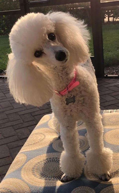 14 Funny Haircuts For Poodles That Will Make Your Day Happy Page 3 Of