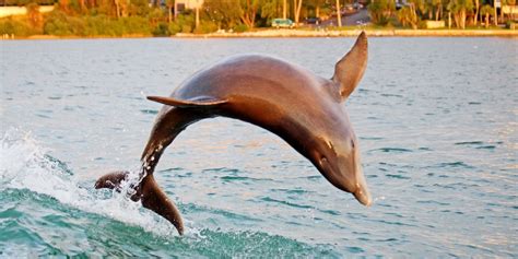 39 Clearwater Dolphin Sightseeing Or Sunset Tours For 2 Travelzoo