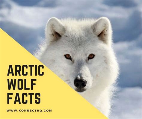 Arctic Wolf Facts For Kids Konnecthq
