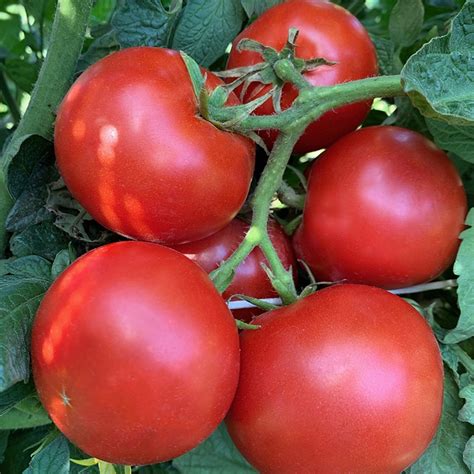 Druzba Organic Heirloom Tomato Seeds Tomatofest