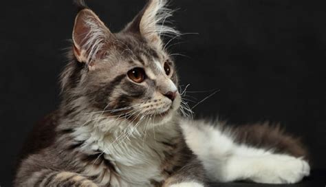 Jenis Kucing Maine Coon Kepribadian Karakteristik Dan Perawatan