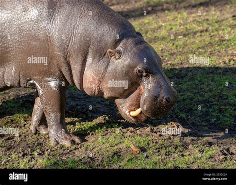 Pygmy Hippo Hi Res Stock Photography And Images Alamy