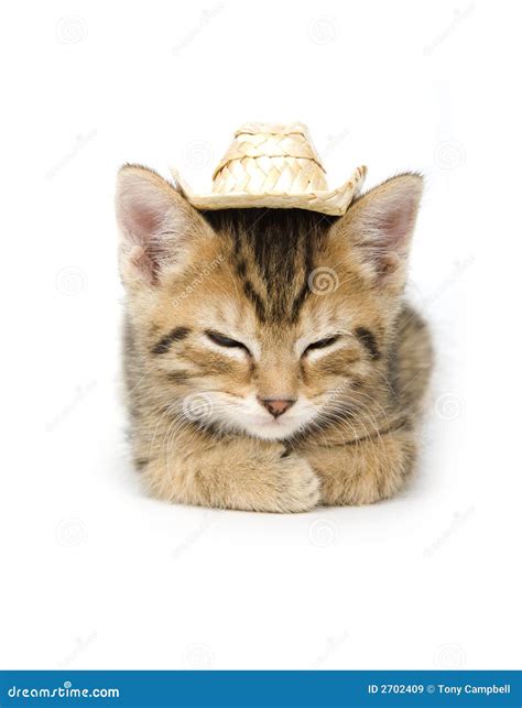 Kitten And Cowboy Hat Royalty Free Stock Photo 2702409