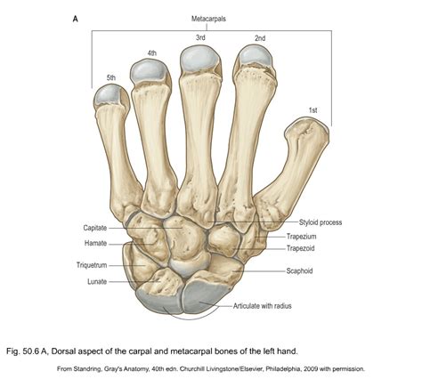 Thumb Anatomy Bones Anatomy Diagram Book