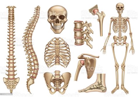 The relative quantity of these two kinds of tissue varies in different bones. Human Skeleton Structure Skull Spine Rib Cage Pelvis Joints Anatomy And Medicine 3d Vector Icon ...