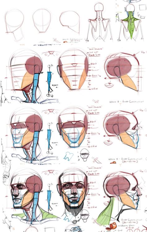 Anatomy Drawing Tutorial Michael Hampton Tuts Human Anatomy Art