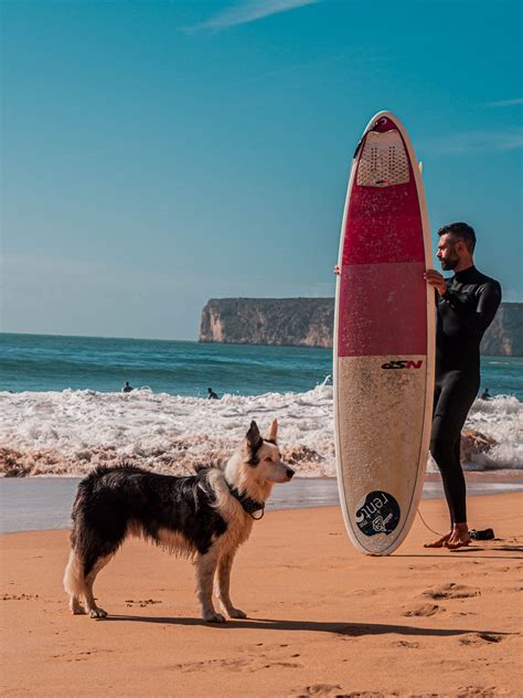 Dog Surf Adventure Out