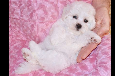 Check out our bichon frise puppies for sale to adopt your own loyal lap dog today! CHARMER'S BICHON FRISÉ - Puppies For Sale