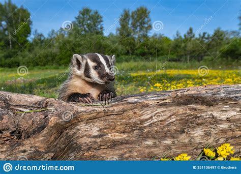 North American Badger Taxidea Taxus Cub Leans Over Log Claws Extended