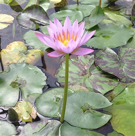 Pink Tropical Water Lily Water Garden Live Pond Plant