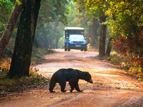Wildlife Safari Sri Lanka Sazy Lanka Tours