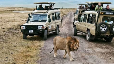 Tanzania Safari Holiday Easy Travel