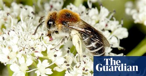 Britains Rarest Bees In Steep Decline In Pictures Environment