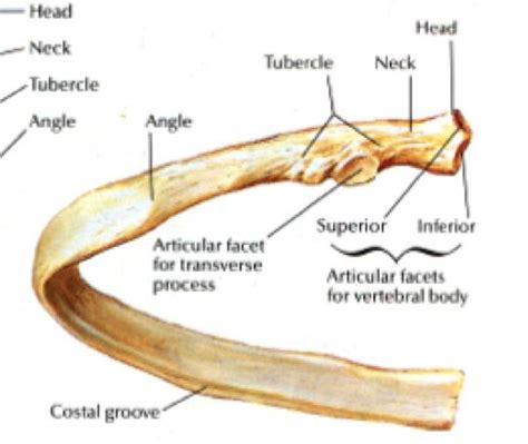Great diagram showing the positions of the deltoid and the tricep from the back. rib_structure1320520655422.png (542×457) | Bone Up ...